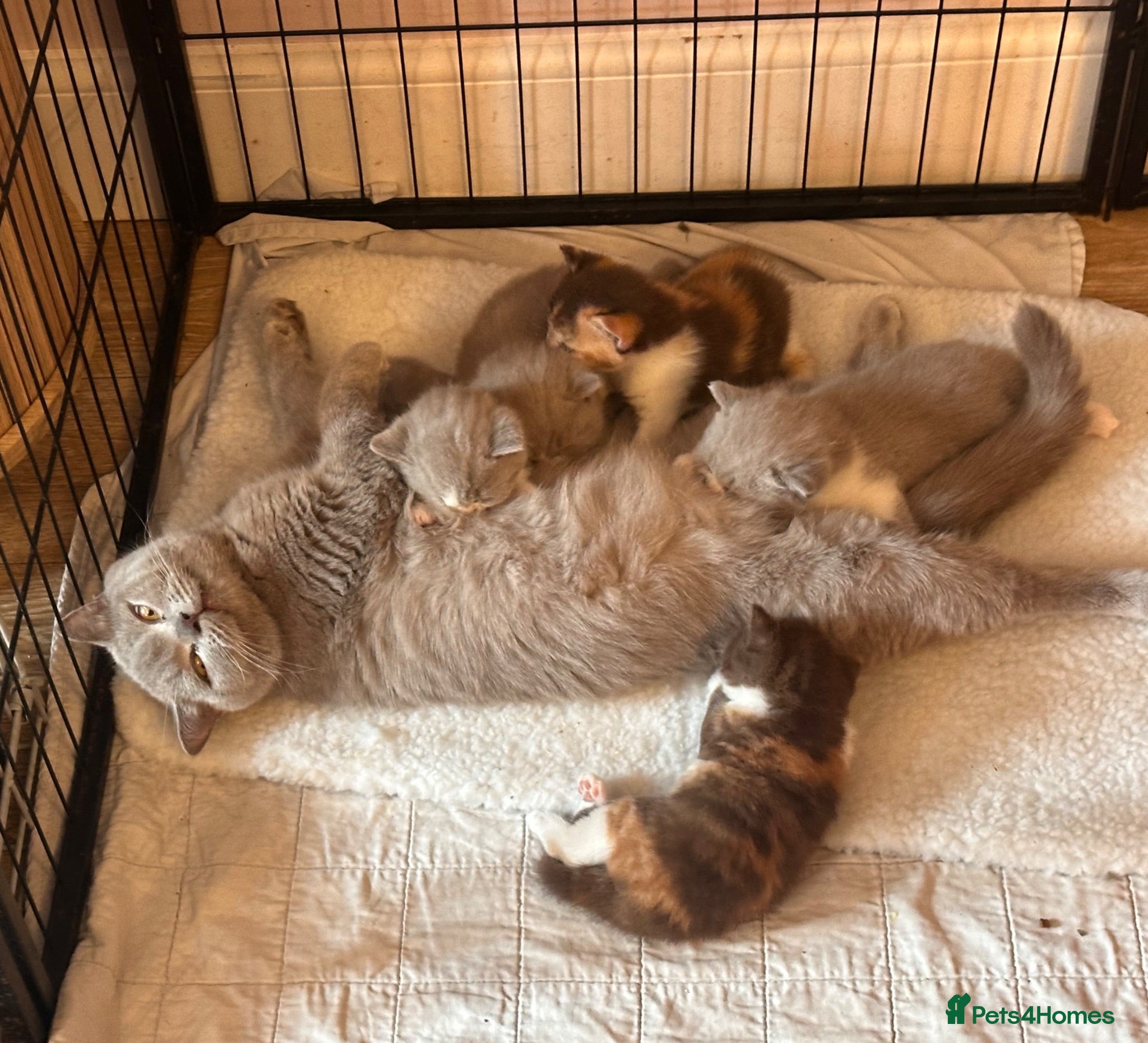 British Shorthair cats Stunning British Shorthaired GCCF Registered - Advert 1