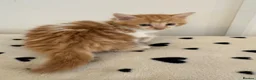 Mixed Breed cats for sale: Gorgeous Ginger & Fluffy Tabby Kittens - Advert 15