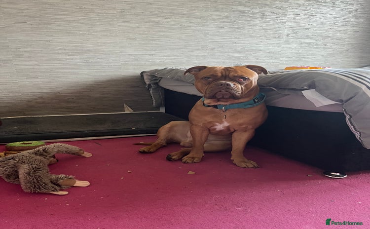 Dogue De Bordeaux dogs - Advert 2