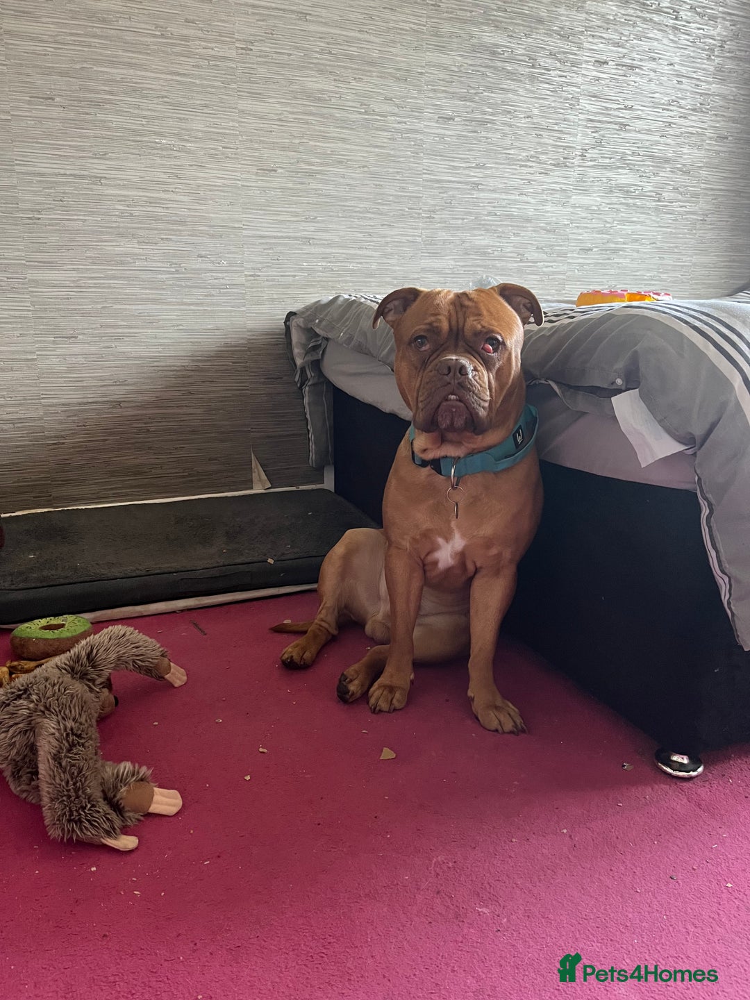 Dogue De Bordeaux dogs for stud: Dogue de Bordeaux for stud - Image 1