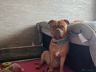 Dogue De Bordeaux dogs - Advert 1