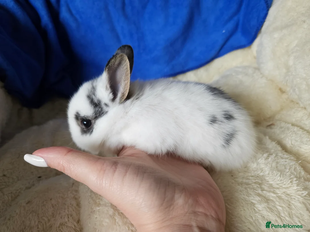 Netherland Dwarf rabbits for sale: Netherland Dwarf bunnies  - Advert 2
