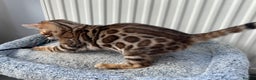 Bengal cats for sale: Beautiful Bengal babies ready this weekend  - Advert 11