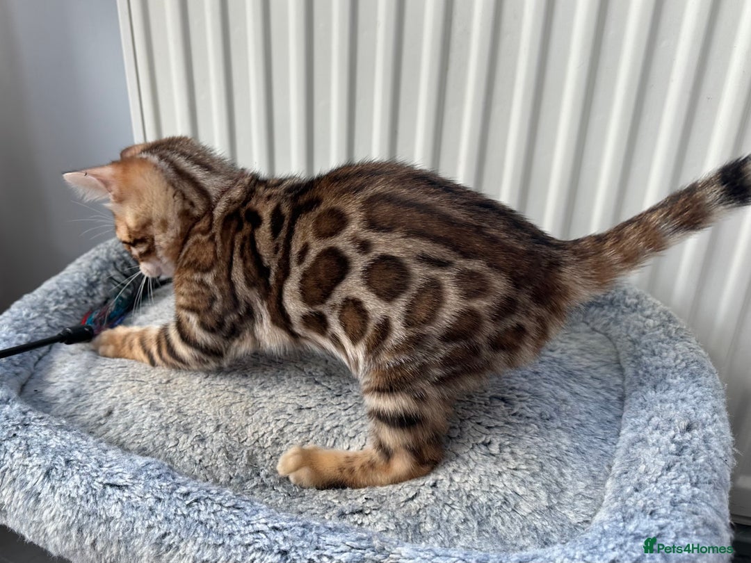 Bengal cats for sale: Beautiful Bengal babies ready this weekend  - Advert 11