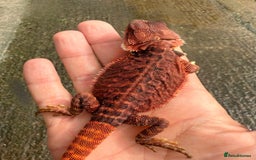 Bearded Dragon reptiles for sale: Stunning Red Monster Bearded Dragons  in Shrewsbury - Image 4