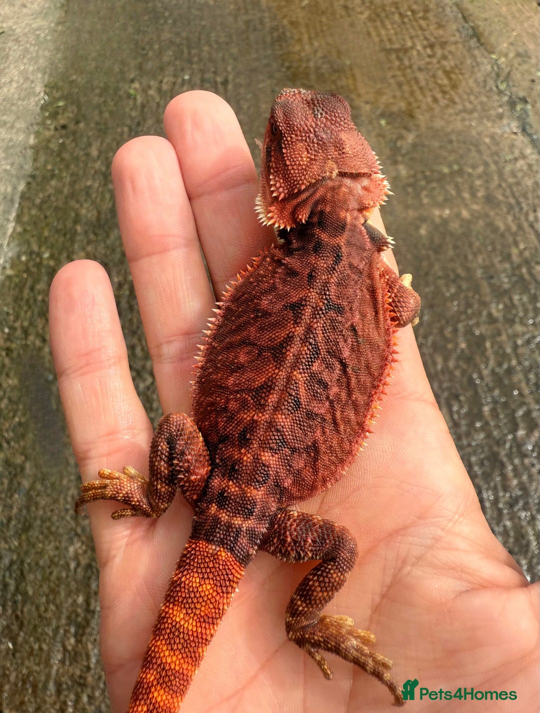 Bearded Dragon reptiles for sale: Stunning Red Monster Bearded Dragons  in Shrewsbury - Image 4