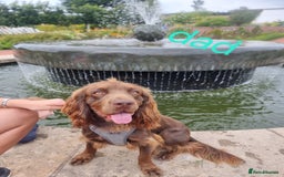 Cocker Spaniel dogs for sale: Working cocker spaniel puppies - Advert 7