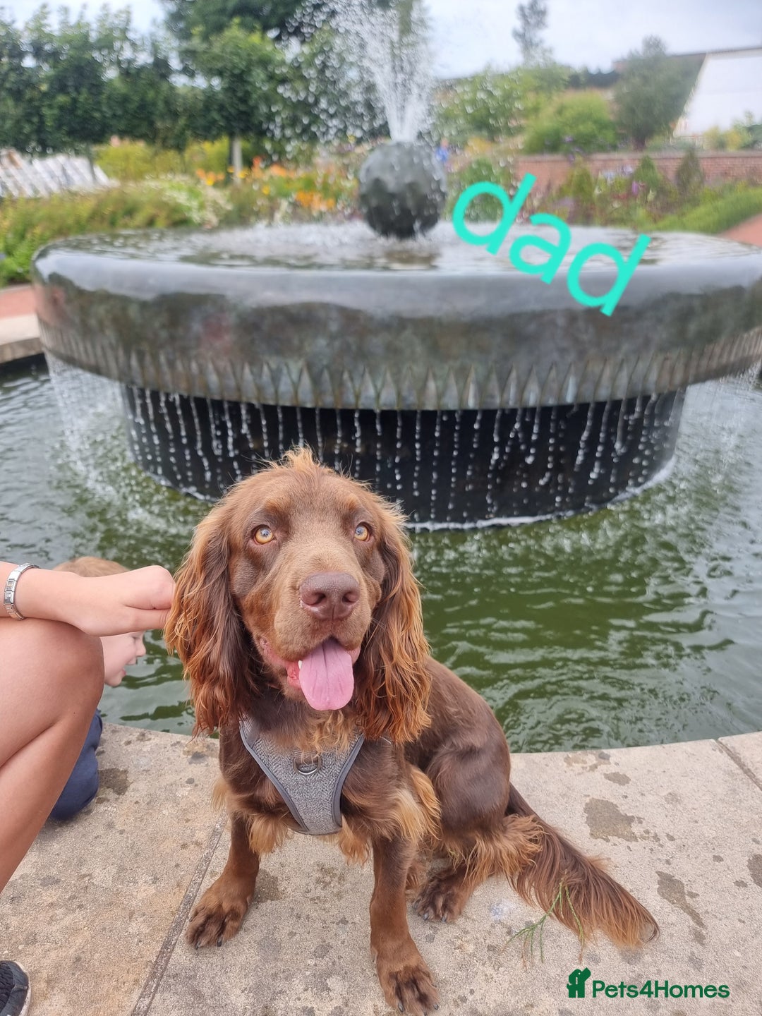 Cocker Spaniel dogs for sale: Working cocker spaniel puppies - Advert 7