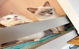Ragdoll cats for sale: Cute little Ragdoll kittens for sale 💕🐱🐱 - Image 10