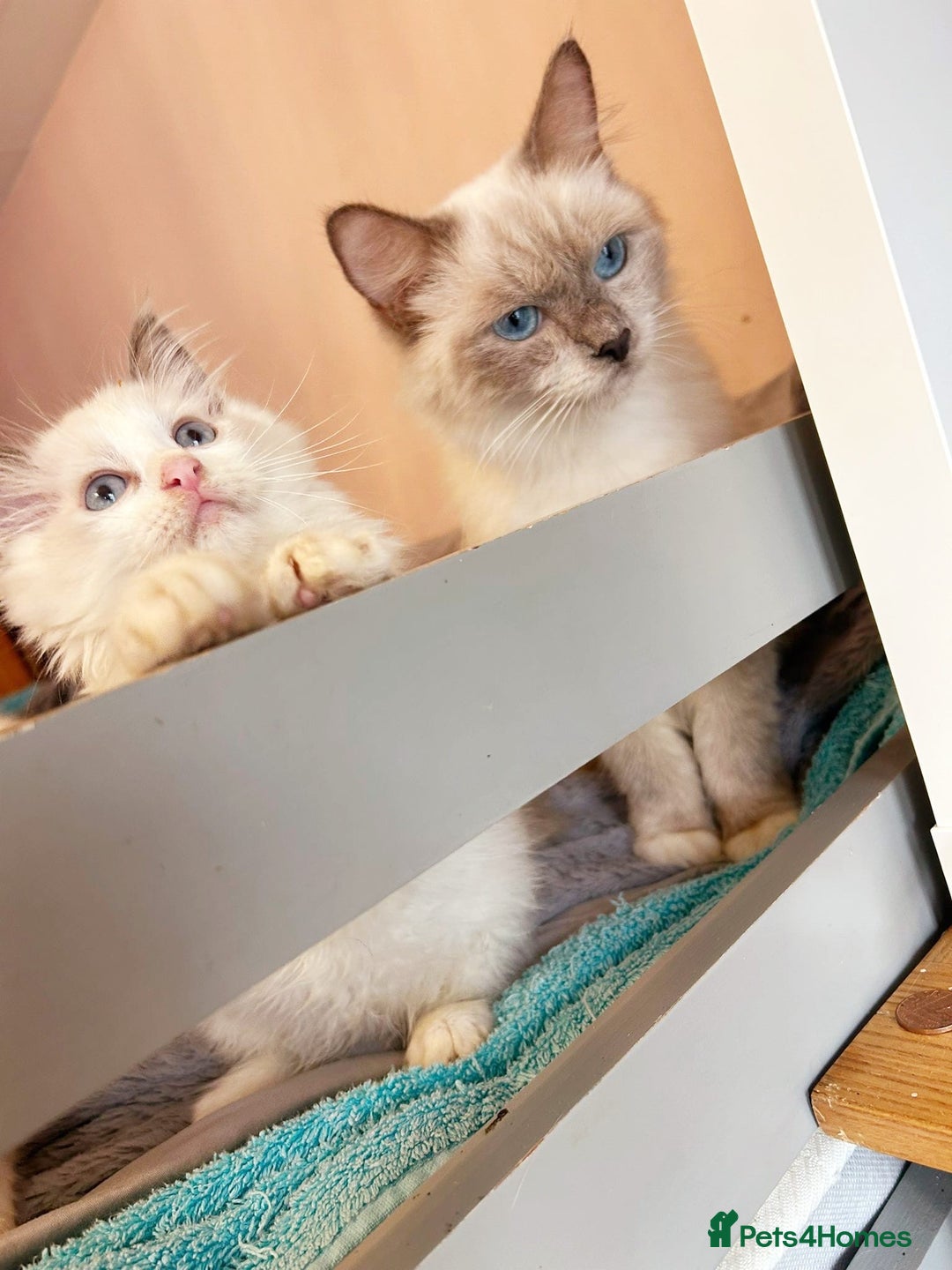 Ragdoll cats for sale: Cute little Ragdoll kittens for sale 💕🐱🐱 - Image 10