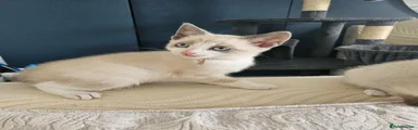 Michhotasher Teddy Spaghetti -  Kitten 2