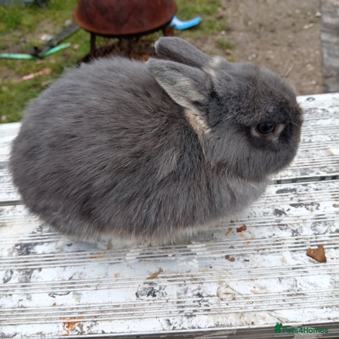 Netherland Dwarf rabbits for sale: Netherland dwarf females and males - Advert 1