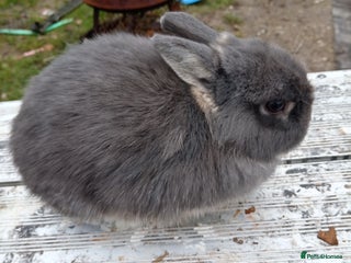 Netherland Dwarf rabbits Netherland dwarf females and males - Advert 13