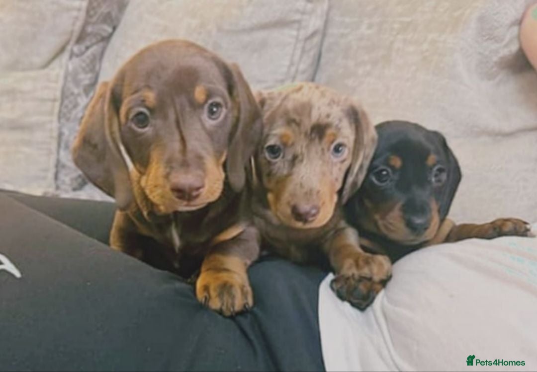 Miniature Dachshund dogs Lovely Miniature Dachshund Puppies  - Advert 9