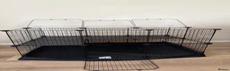 Ferret rodents for sale: Ferret + Cage + Food - Advert 6