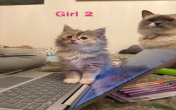 Ragdoll cats for sale: half ragdoll kittens for sale - Image 3