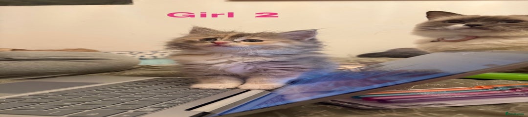 girl 2