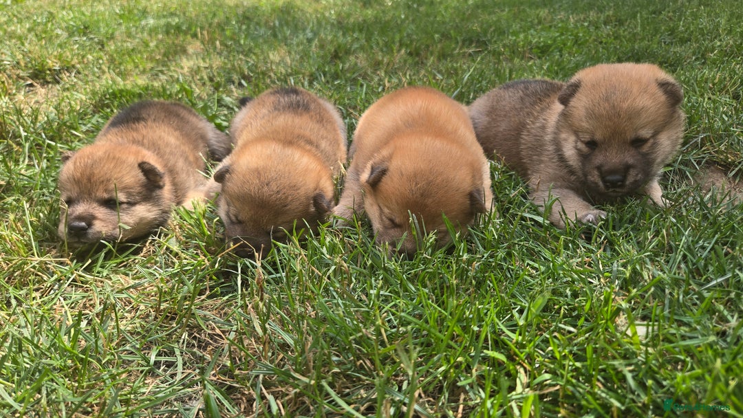 Japanese Shiba Inu dogs for sale: 4 Stunning sesame shibas pups ❤️ - Image 2