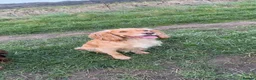 Cocker Spaniel dogs for sale: Kc reg working cocker spaniel  puppies  - Advert 4