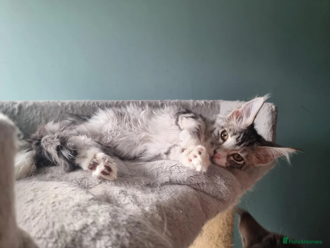 Maine Coon cats for sale: LAST 2 BEAUTYFULL KITTENS Tica Reg.!! - Advert 2