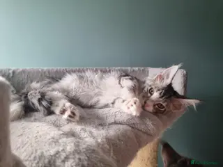 Maine Coon cats Tica!! Amazing kittens - Advert 13