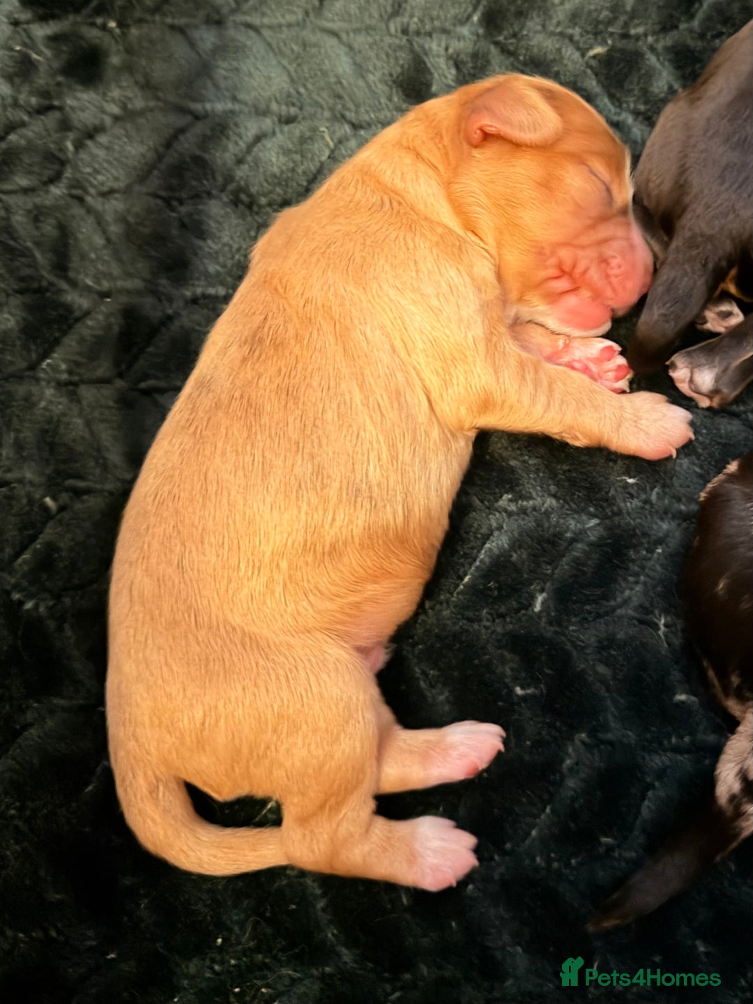 Cockapoo dogs for sale: F1 Cockapoo Puppies - Advert 20