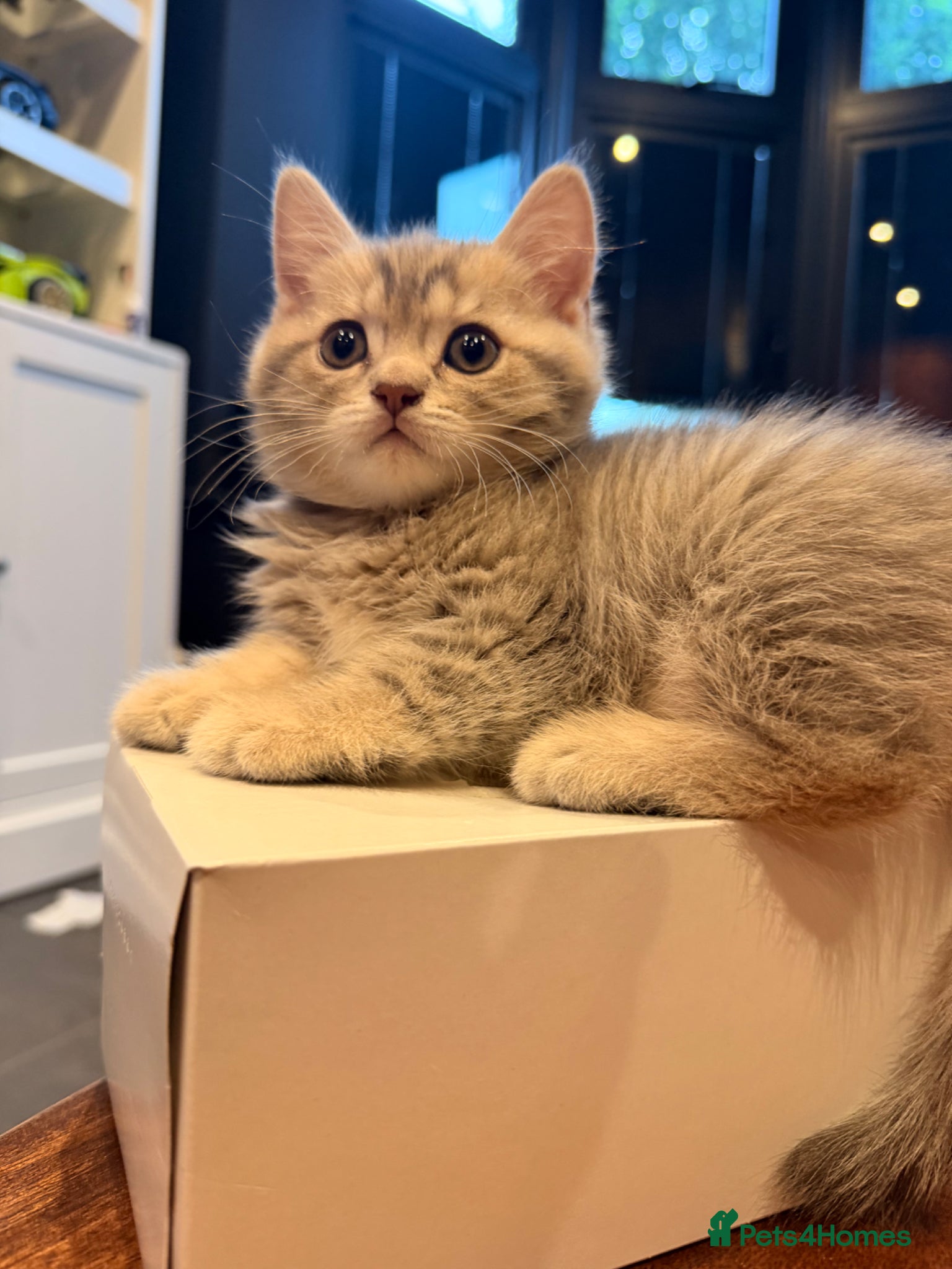 British Shorthair cats British Shorthair Kittens - Advert 1