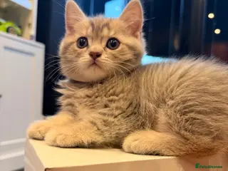 British Shorthair cats British Shorthair Kittens - Advert 1