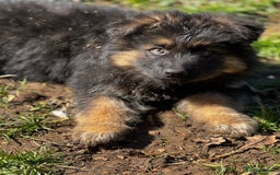 German Shepherd dogs for sale: ⭐️ big bone GSD puppies⭐️ - Image 3