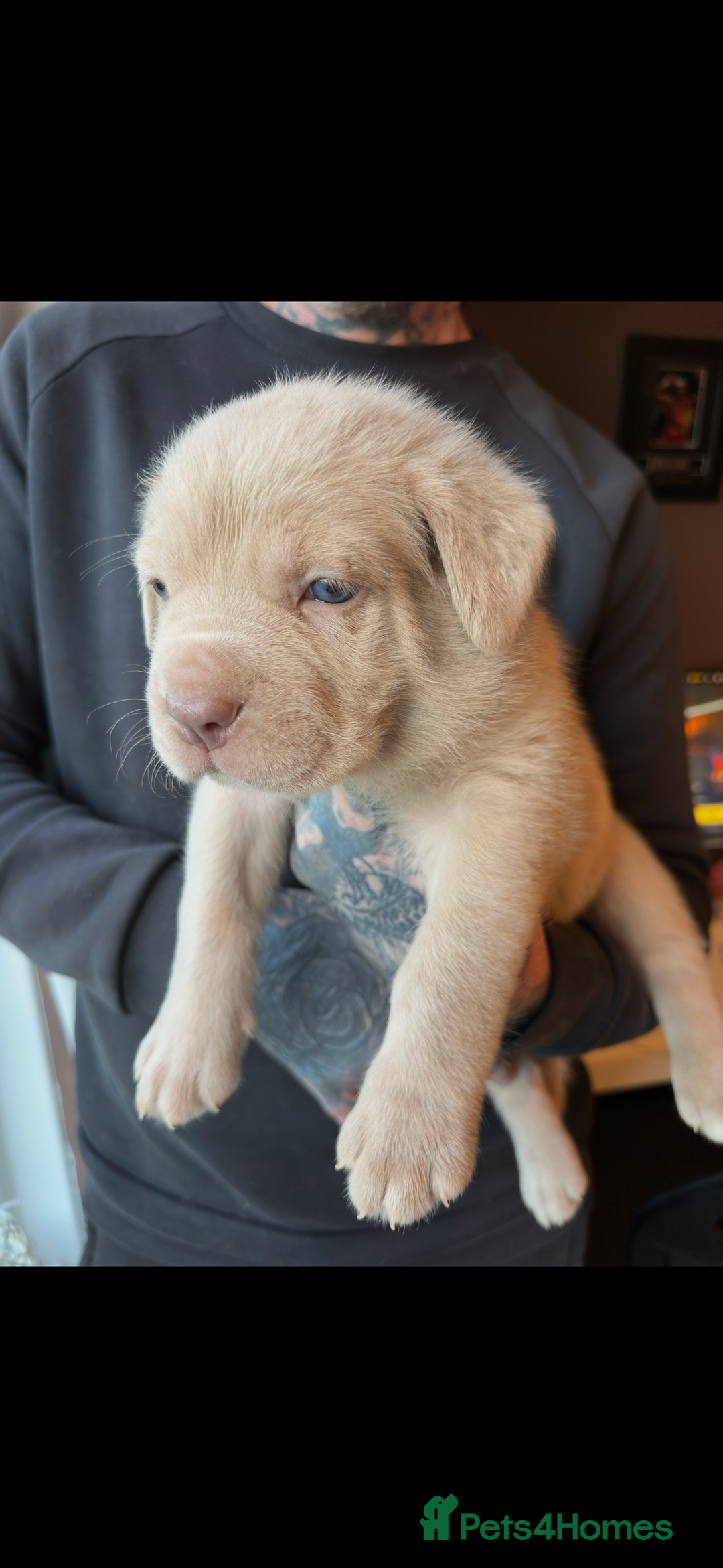 Mixed Breed dogs for sale: Presa X Neo puppies - Advert 5