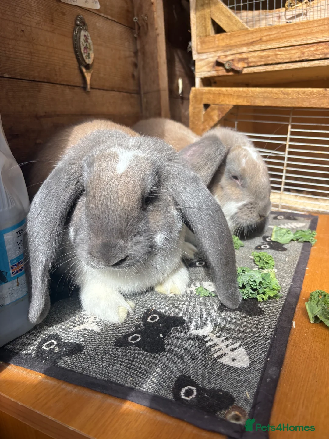French Lop rabbits for sale: French lops - Advert 5