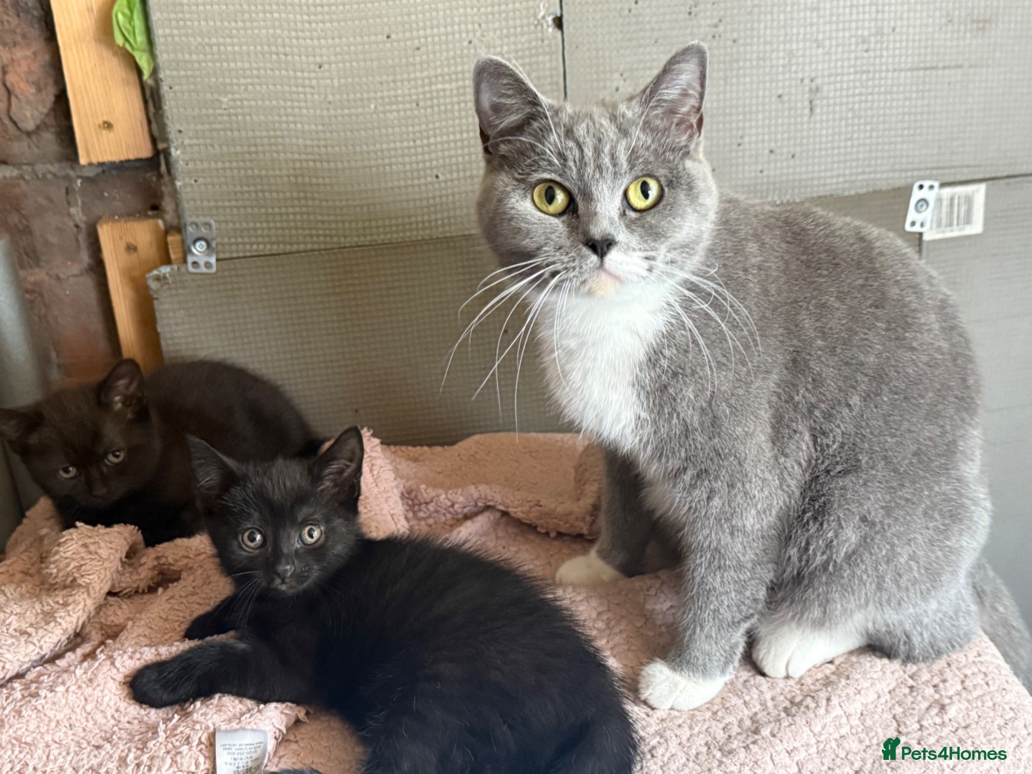 British Shorthair cats Beautiful kittens for sale  - Advert 1