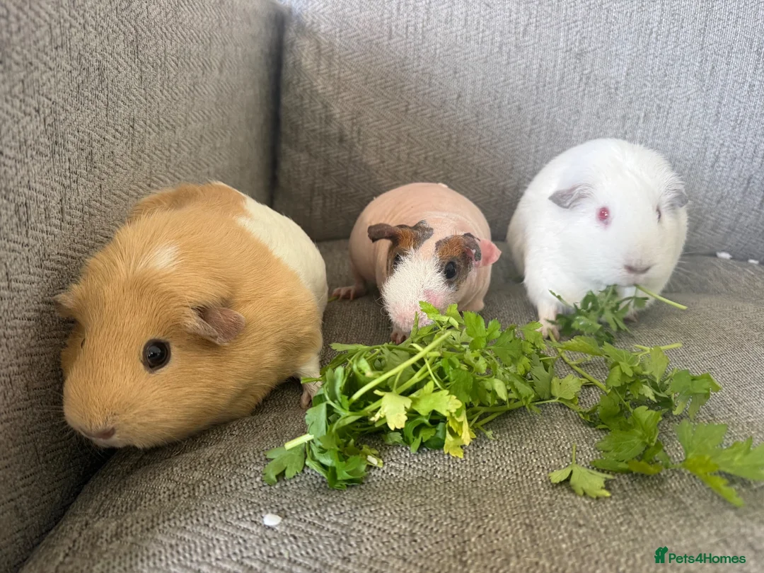 Guinea Pig rodents for sale: 3 female guinea pigs  - Advert 1
