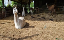 Llama livestock for sale: Free 3 female 2 male - Image 3