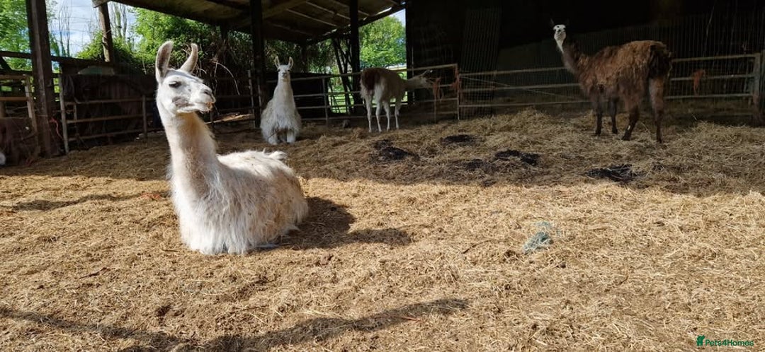 Llama livestock for sale: Free 3 female 2 male - Image 3