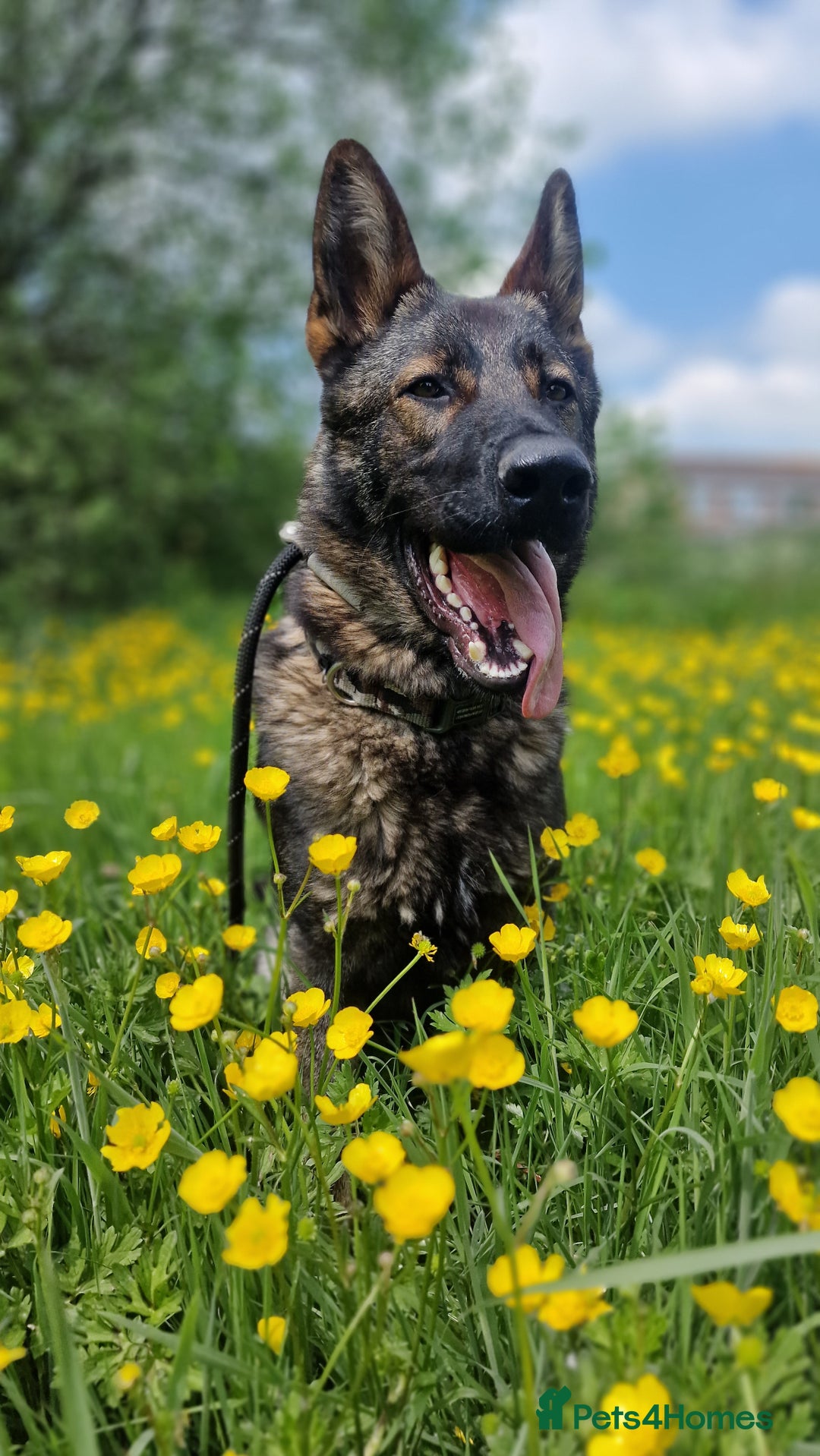 German Shepherd dogs for sale: GSD puppies for sale - Advert 2