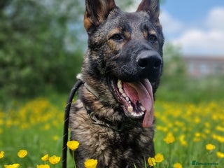 German Shepherd dogs GSD puppies for sale - Advert 1