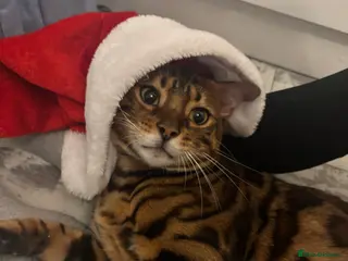 Bengal cats Popcorn - Advert 1