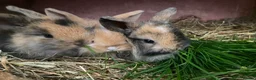 Mini Lop rabbits for sale: Beautiful baby mini lop rabbits - Advert 12
