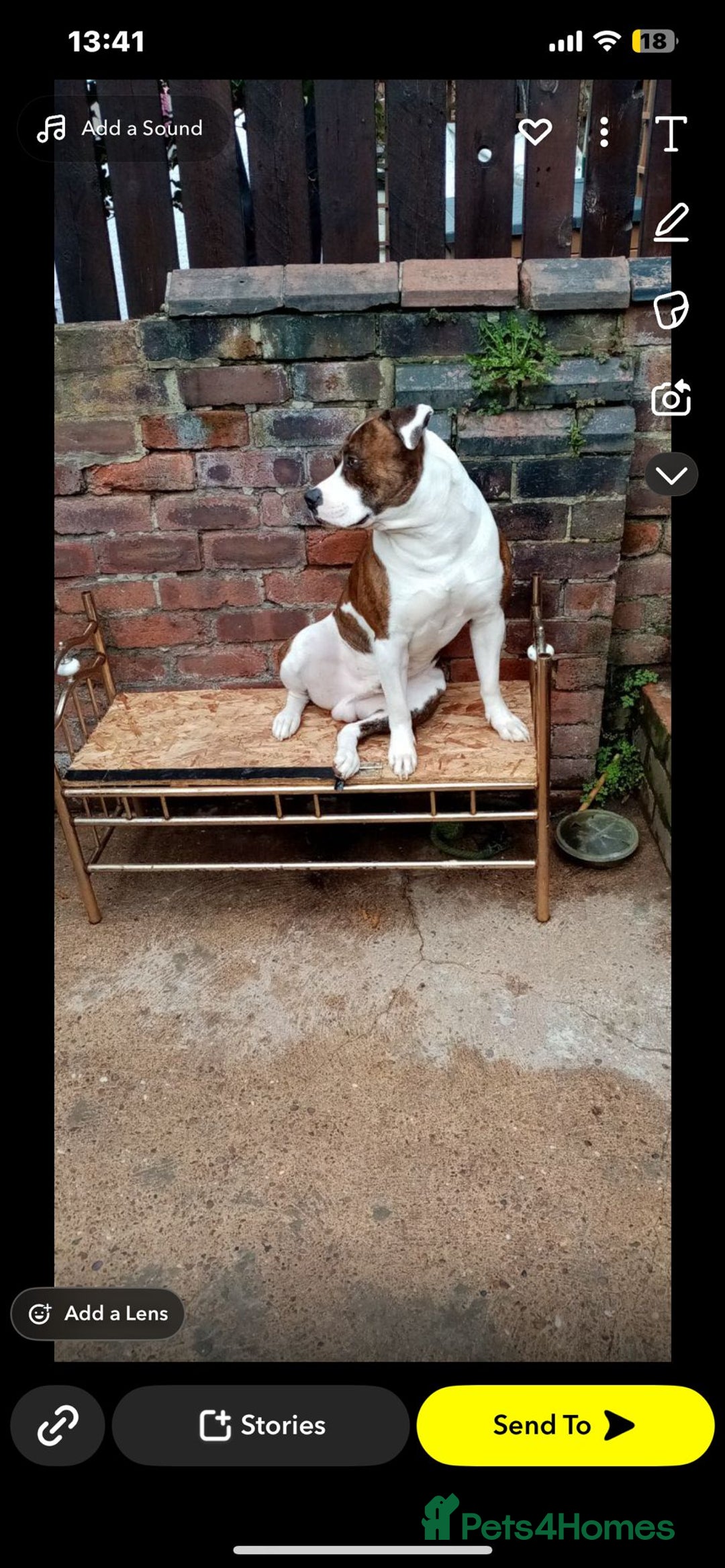 Mixed Breed dogs for sale: Billy needs a forever home  - Image 2