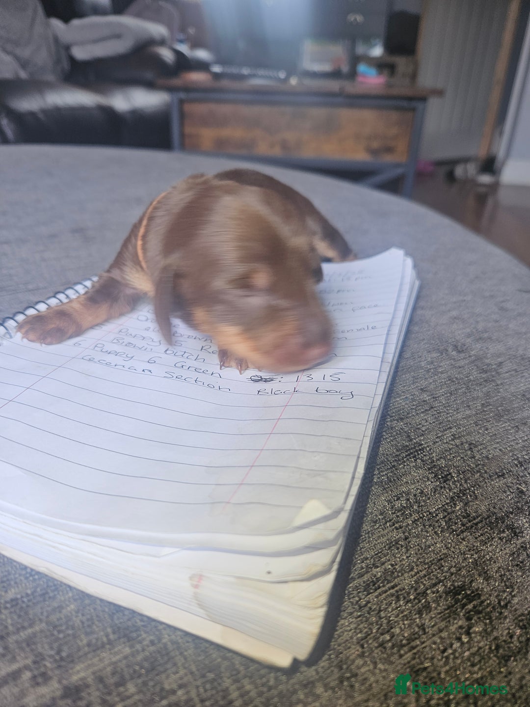 Dachshund dogs for sale: 3/4 Dachsunds  - Image 31
