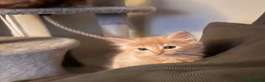 Ginger boy