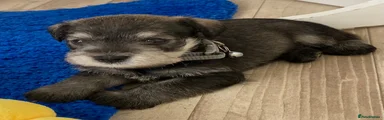 Puppy 5