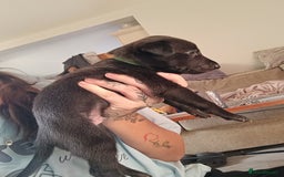 Whippet dogs for sale: Whippet  - Image 12