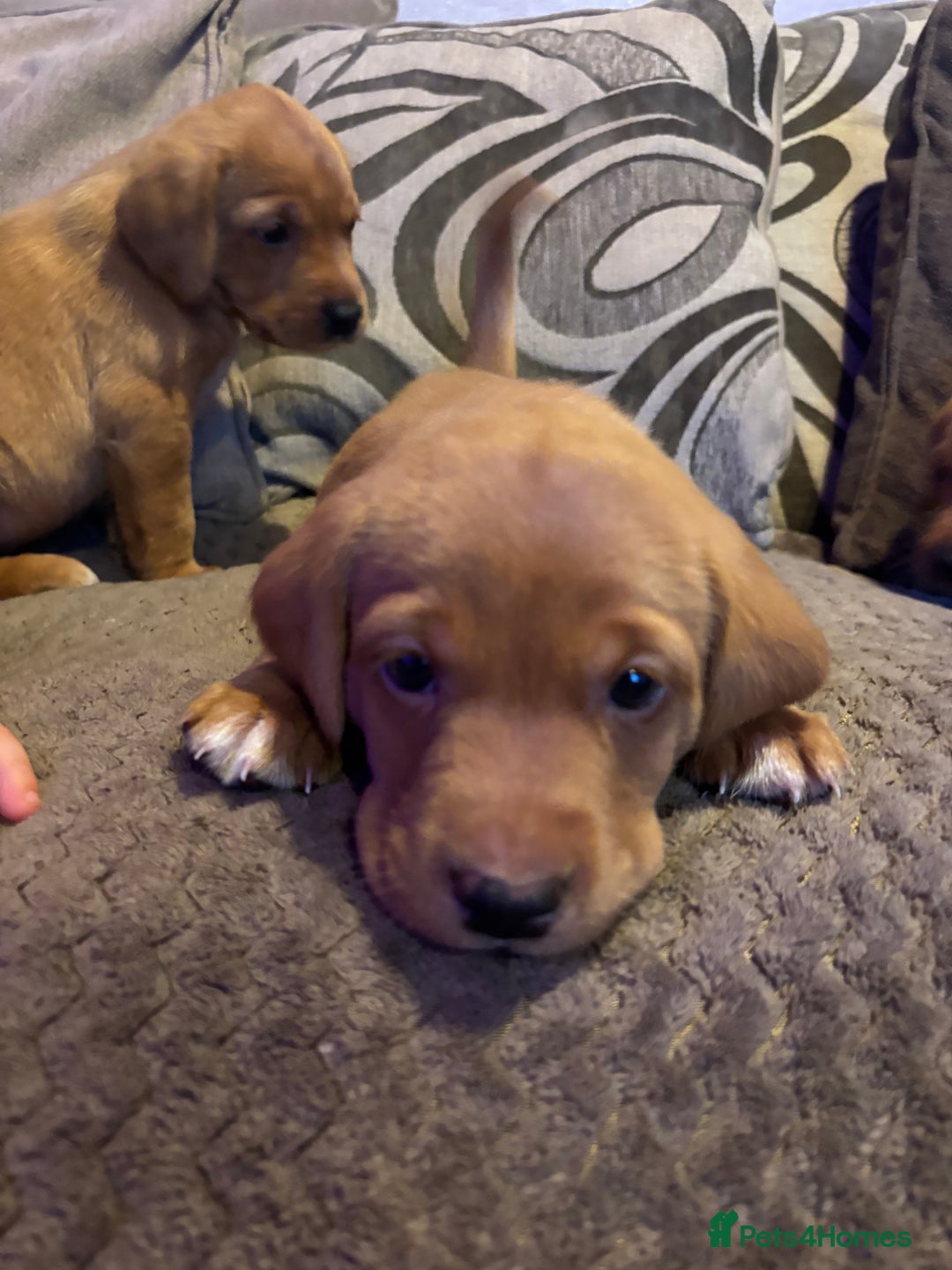 Labrador Retriever dogs for sale: Labrador  - Advert 9