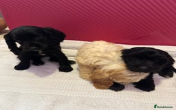 Cockapoo dogs for sale: 6 Beautiful cockerpoos puppies  - Image 2