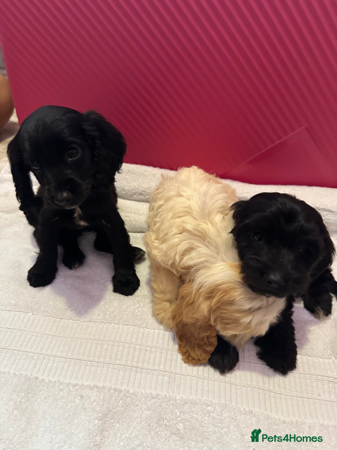 Cockapoo dogs for sale: 6 Beautiful cockerpoos puppies  - Image 2