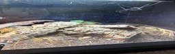 Monitor reptiles for sale: Ackie Monitor & Enclosure   - Advert 7