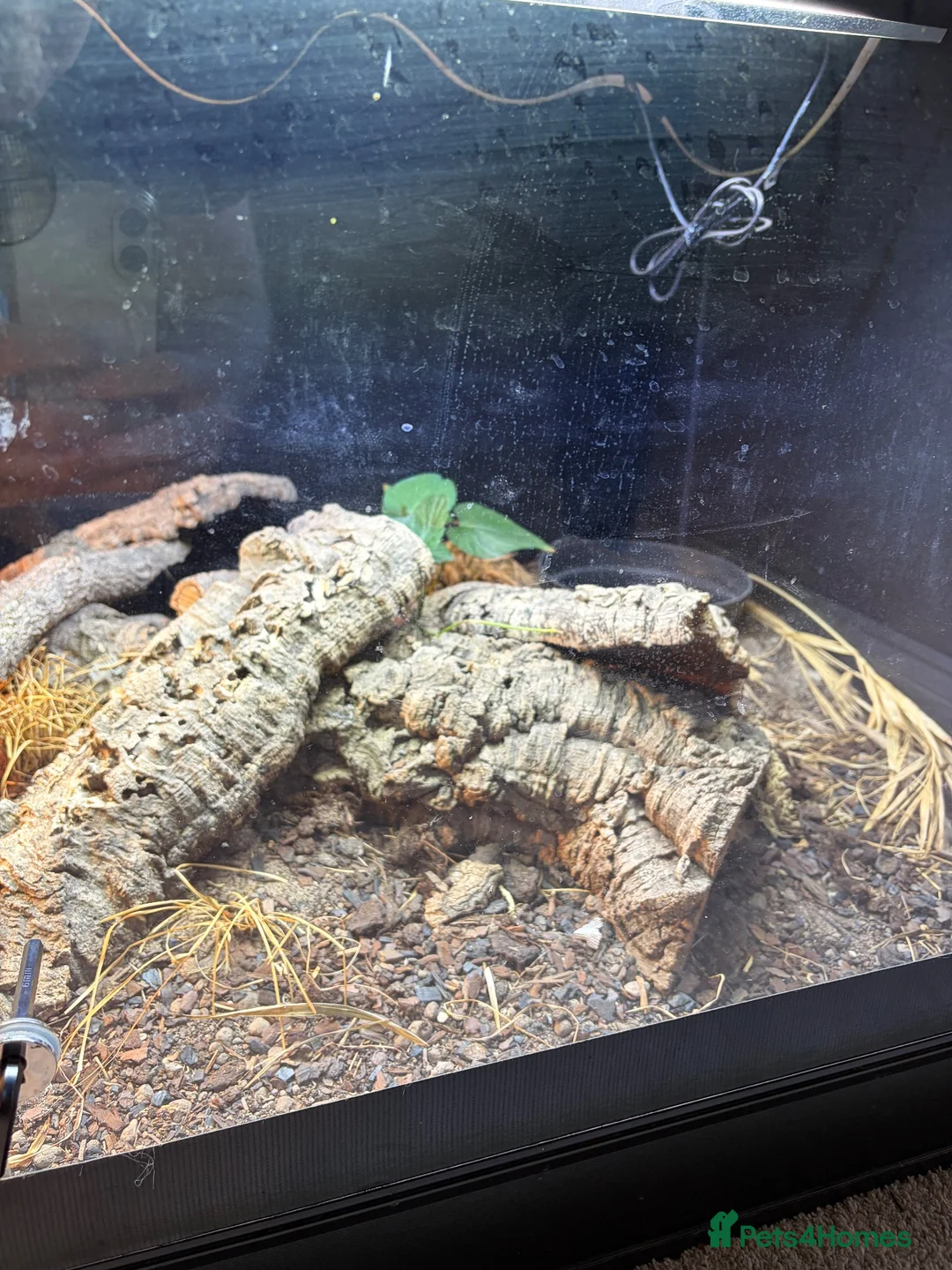 Monitor reptiles for sale: Ackie Monitor & Enclosure   - Advert 7