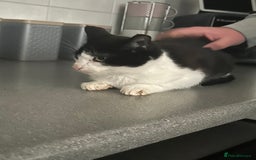 Mixed Breed cats for sale: 2 beautiful boys left  - Image 6